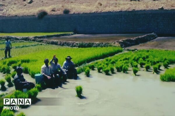 برنجکاری در پلبریده