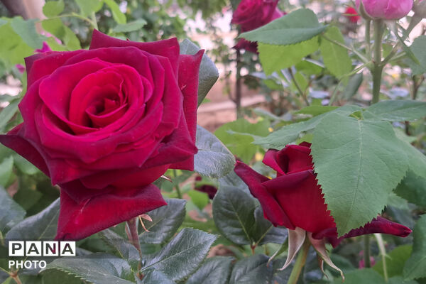 گل‌های زیبای بهاری