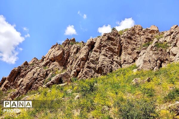 کوه های شهر بار ذخیره‌گاه گیاهان ارزشمند و کم نظیر دارویی 