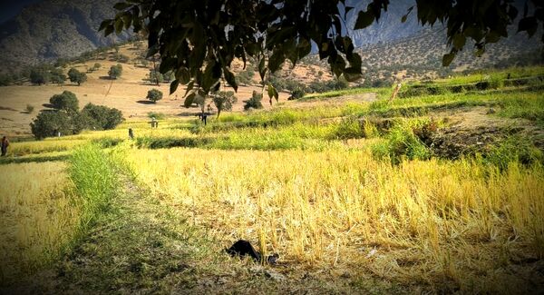 قاب‌های ماندگار از برداشت برنج در منطقه میانکوه 