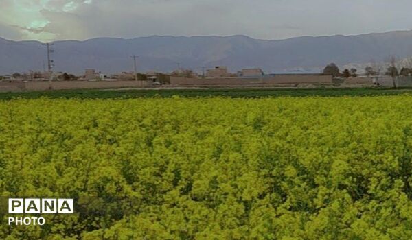 رویش شکوفه ها در روستای فرخ آباد