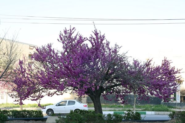 ارومیه شهر رویایی