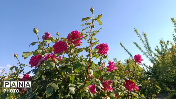 زمین سبز،زندگی سبز