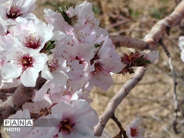 شکوفه‌های بهاری شهر بن، نویدبخش طراوت و زندگی دوباره