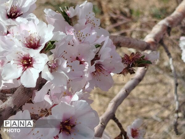 شکوفه‌های بهاری شهر بن، نویدبخش طراوت و زندگی دوباره