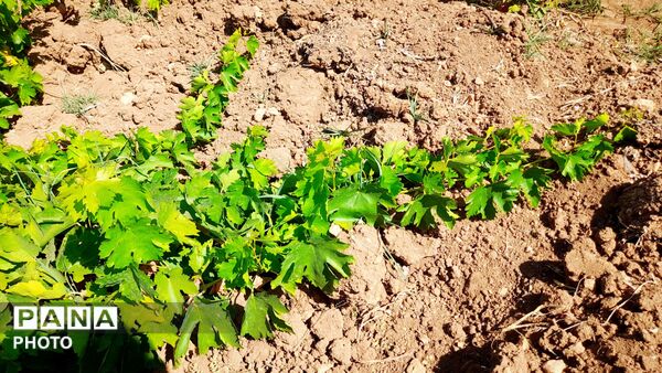 فصل «غوره‌چینی» در دستناء
