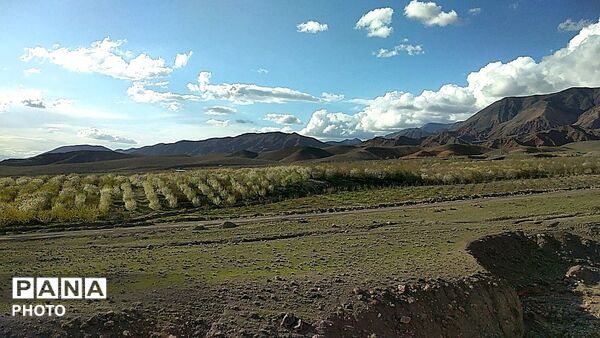رویش شکوفه ها در روستای عیش آباد