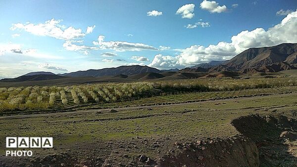 رویش شکوفه ها در روستای عیش آباد