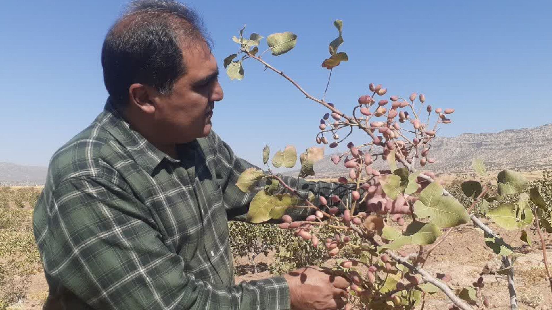 کوهدشت؛ قطب نخست تولید پسته در لرستان