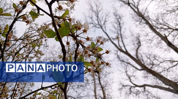 آوای گوش‌نواز بهار در طبیعت شهرستان‌بن