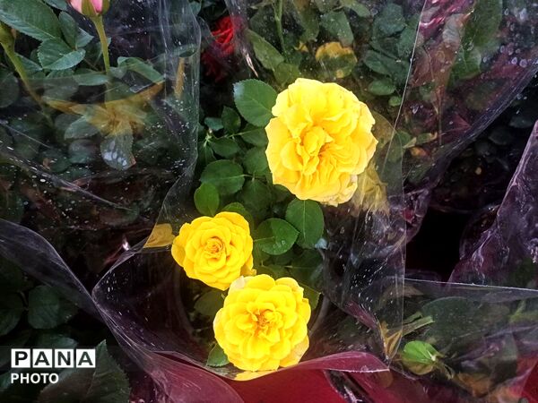 نمایشگاه گل و گیاه و سوغات در همدان