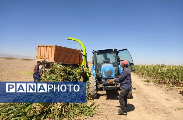 جمع آوری ذرت علوفه ای در روستاهای شهرستان فاروج 