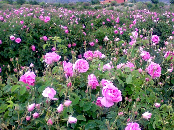 ثبت جهانی گل محمدی در دستور کار وزارت جهاد کشاورزی قرار گرفت