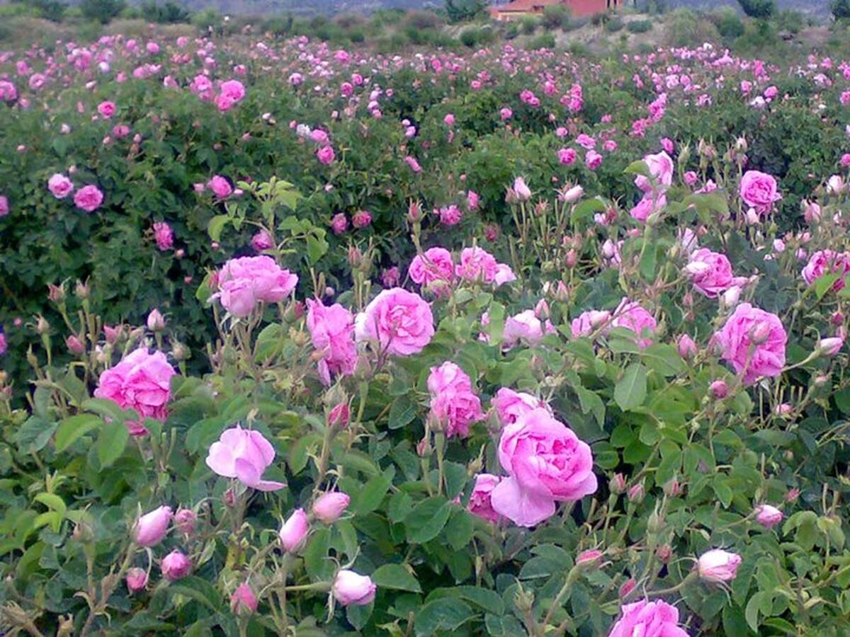 ثبت جهانی گل محمدی در دستور کار وزارت جهاد کشاورزی قرار گرفت