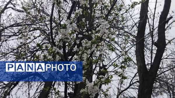 گل‌ها و درختان در شکوفایی