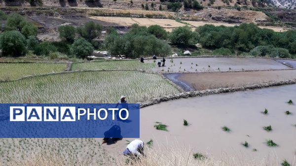 کاشت برنج در روستای بیدله 
