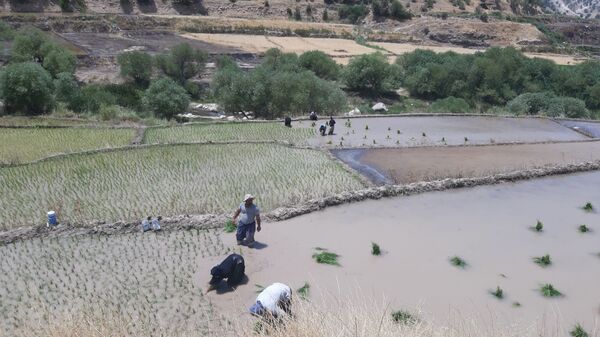 کاشت برنج در روستای بیدله 