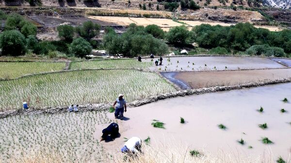 کاشت برنج در روستای بیدله 