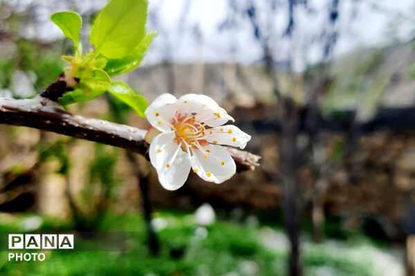 طبیعت روستای بیدله به هنگام بهار