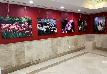 «لالایی لاله‌ها» به اندیشه رسید/ ضیافت رنگ و بهار در قاب تصویر