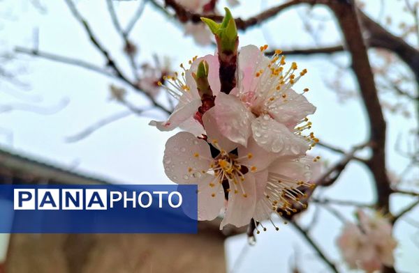 فصل بهار؛ آغاز پادشاهی سبزه و گل‌ها بر شهرستان بروجن