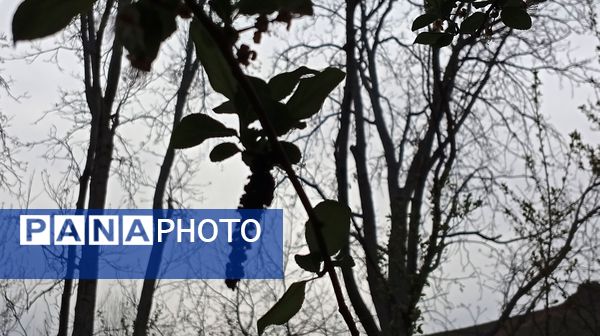 آوای گوش‌نواز بهار در طبیعت شهرستان‌بن