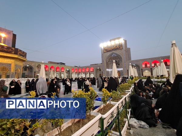 کبوتر حرم مشهد مقدس