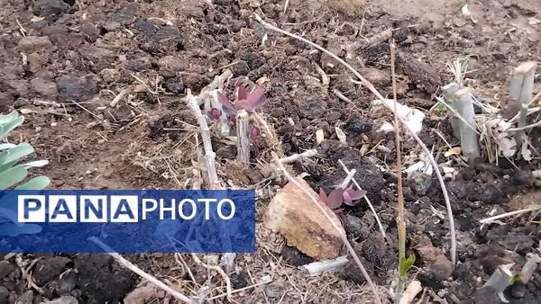 گل‌ها و درختان در شکوفایی