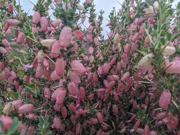 طبیعت زیبای میانکوه 